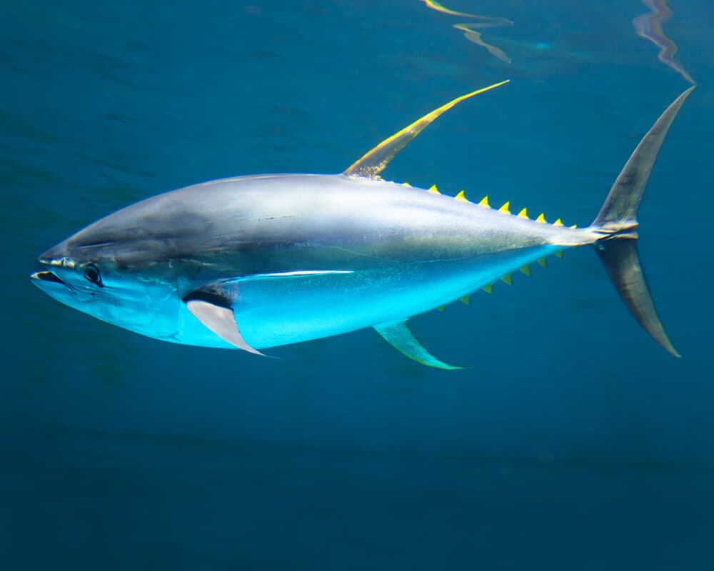 Un albacore, Thunnus albacares, nageant en pleine eau : flancs argentés, ventre bleu et pinnules jaunes le long de la queue